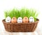 Group of Funny crazy smiling eggs in basket with grass. sun bath.