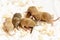 Group of funny little cute sleeping mice babies. Macro image