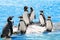 Group of funny penguins