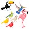 Group of funny tropical birds