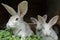 Group of fur domestic rabbits eating fresh grass in hutch on farm