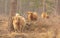 Group of furry bulls and cows walking in a forest