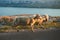 Group of a furry sheeps in the Croatia - island Pag feeding and running next to the road on sunset. Illuminated Sheeps on the