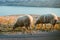 Group of a furry sheeps in the Croatia - island Pag feeding and running next to the road on sunset. Illuminated Sheeps on the