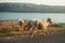 Group of a furry sheeps in the Croatia - island Pag feeding and running next to the road on sunset. Illuminated Sheeps on the