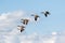 Group or gaggle of Canada Geese Branta canadensis flying