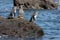 Group of Galapagos penguins on a rock in Santiago Island, Galapagos Island, Ecuador, South America