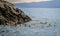 A group of Galapagos penguins surface while fishing - Isla Isabela, Galapagos, Ecuador