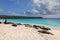 Group of Galapagos sea lions resting on sandy beach in Gardner B