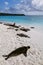 Group of Galapagos sea lions resting on sandy beach in Gardner Bay, Espanola Island, Galapagos National park, Ecuador