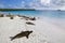 Group of Galapagos sea lions resting on sandy beach in Gardner Bay, Espanola Island, Galapagos National park, Ecuador