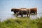 Group of galloway cattles with long dun fur are standing in the water of a lake at the pasture on a sunny day, copy space