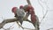 Group gang-gang cockatoos in a tree in Kalbarri, Western Australia