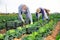 Group of gardeners in face masks picking harvest