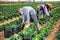 Group of gardeners in face masks picking harvest