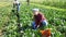 Group of gardeners picking harvest of fresh spinach at a farm on a sunny day