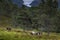 A group of Garranos wild horses with the Alto Lindoso reservoir on the background, at the Peneda Geres National Park