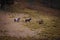 A group of Garranos wild horses at the Peneda Geres National Park