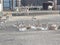 Group of gazelle animals in zoo at AbuDhabi, UAE.