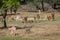 Group of Gazelles