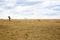 Group of gazelles grazing in savannah at africa