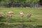 Group of gazelles in the park