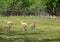 Group of gazelles in the park