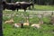 Group of gazelles in the park