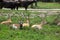 Group of gazelles in the park