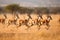 A group of gazelles sprinting across a golden savannah. AI Generated