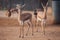 Group of gazelles walking in zoo