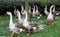 A group of geese
