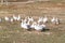 Group of geese in the barnyard