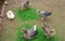 Group of geese on the eco farm outdoors