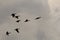 A group of geese flies in a dark sky in the dutch countryside