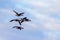 A group of geese fly in sequence on a cold winter day