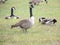 A group of geese hanging out