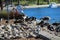 A group of geese standing on the rock banks of the lake at Echo Park Lake