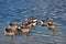 A group of geese of Toulouse in the waters of an Italian alpine lake