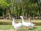 A group of geese walking through the forest by the river. White goose leader male spring summer outdoor recreation. Pets