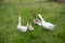 Group of geese walking on the grass, countryside