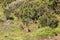 Group of Gelada baboons in the Ethiopian highlands