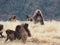 Group of Gelada baboons, Theropithecus gelada, in Ethiopia