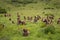 Group of Gelada Monkeys in the Simien Mountains, Ethiopia