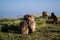 Group of Gelada Monkeys in the Simien Mountains, Ethiopia