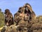 Group of Gelada, Theropithecus gelada,  in Simien Mountains of Ethiopia