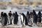 Group of Gentoo Penguin (Pygoscelis papua) together on a beach.