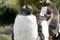 Group of Gentoo penguins