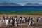 Group of gentoo penguins in the green grass. Gentoo penguins with blue sky with white clouds. Penguins in the nature habitat. Bird