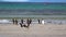 A group of Gentoo penguins ran from the beach to the sea. A rubber boat sailed to the beach.